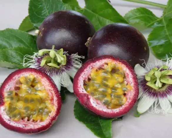 Passiflora edulis f. flavicarpa - Caramel Passion Fruit Maracuja, Sweet Giant Passion Fruit, Passion Fruit Lilikoi - Image 4