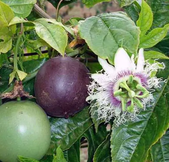 Passiflora edulis f. flavicarpa - Caramel Passion Fruit Maracuja, Sweet Giant Passion Fruit, Passion Fruit Lilikoi - Image 6