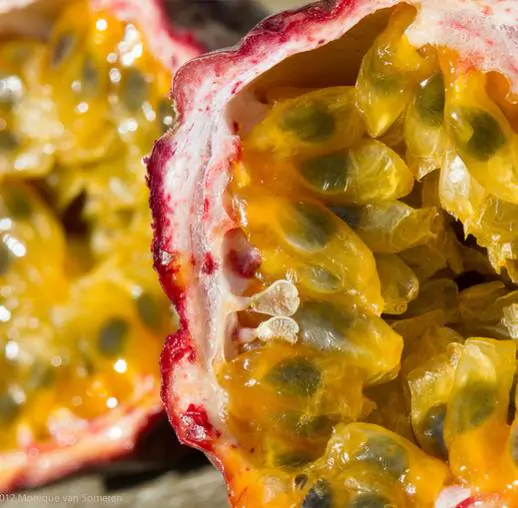 Passiflora edulis f. flavicarpa - Caramel Passion Fruit Maracuja, Sweet Giant Passion Fruit, Passion Fruit Lilikoi - Image 7