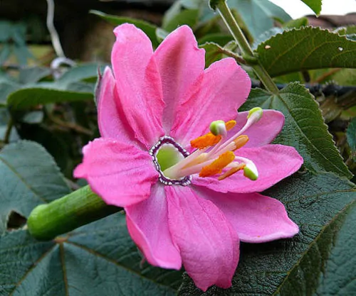 Passiflora mollissima / Passiflora tarminiana - Banana Passion Fruit, Passionflower Maracuja, Banana Poka