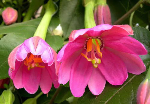 Passiflora mollissima / Passiflora tarminiana - Banana Passion Fruit, Passionflower Maracuja, Banana Poka - Image 3