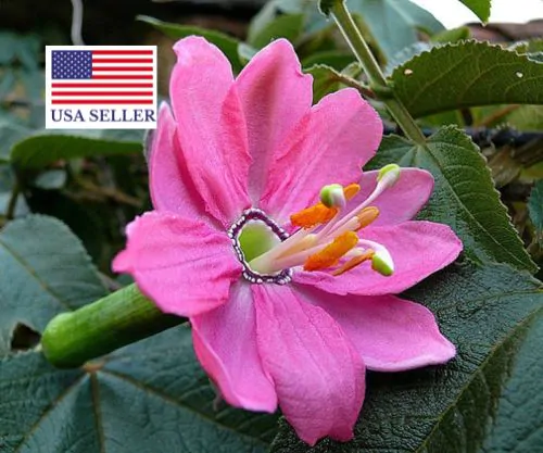 Passiflora mollissima / Passiflora tarminiana - Banana Passion Fruit, Passionflower Maracuja, Banana Poka - Image 5