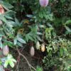 Passiflora tripartita var. azuayensis - Passionflower Maracuja Banana, Passion Fruit, Banana Passionfruit, Passionfruit Mango, Mango Passionfruit, Banana Poka, Bananadilla - Image 2