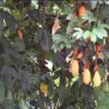 Passiflora tripartita var. azuayensis - Passionflower Maracuja Banana, Passion Fruit, Banana Passionfruit, Passionfruit Mango, Mango Passionfruit, Banana Poka, Bananadilla - Image 3
