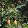 Passiflora tripartita var. azuayensis - Passionflower Maracuja Banana, Passion Fruit, Banana Passionfruit, Passionfruit Mango, Mango Passionfruit, Banana Poka, Bananadilla - Image 4