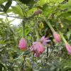 Passiflora tripartita var. azuayensis - Passionflower Maracuja Banana, Passion Fruit, Banana Passionfruit, Passionfruit Mango, Mango Passionfruit, Banana Poka, Bananadilla - Image 12