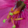 Passiflora tripartita var. azuayensis - Passionflower Maracuja Banana, Passion Fruit, Banana Passionfruit, Passionfruit Mango, Mango Passionfruit, Banana Poka, Bananadilla - Image 13