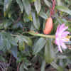 Passiflora tripartita var. azuayensis - Passionflower Maracuja Banana, Passion Fruit, Banana Passionfruit, Passionfruit Mango, Mango Passionfruit, Banana Poka, Bananadilla - Image 17