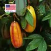 Passiflora tripartita var. azuayensis - Passionflower Maracuja Banana, Passion Fruit, Banana Passionfruit, Passionfruit Mango, Mango Passionfruit, Banana Poka, Bananadilla - Image 20