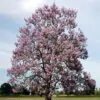 Paulownia fortunei - Fortunes Empress Tree, Sapphire Tree