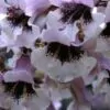 Paulownia fortunei - Fortunes Empress Tree, Sapphire Tree - Image 2