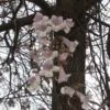 Paulownia fortunei - Fortunes Empress Tree, Sapphire Tree - Image 3