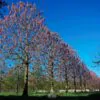 Paulownia fortunei - Fortunes Empress Tree, Sapphire Tree - Image 4