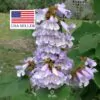 Paulownia fortunei - Fortunes Empress Tree, Sapphire Tree - Image 10