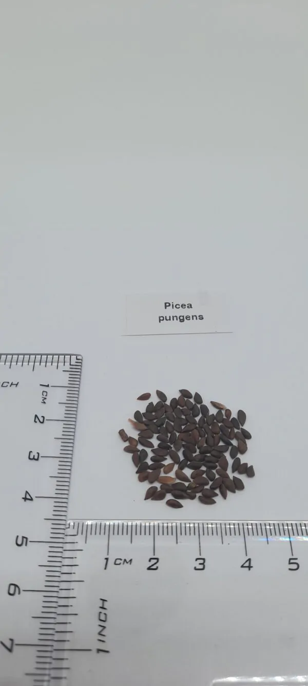 Picea pungens - Colorado Blue Spruce - Image 9