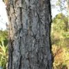 Pinus kesiya / Pinus insularis - Khasia Pine, Khasi Pine, Benguet Pine - Image 2