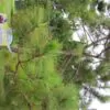Pinus kesiya / Pinus insularis - Khasia Pine, Khasi Pine, Benguet Pine - Image 3
