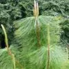Pinus kesiya / Pinus insularis - Khasia Pine, Khasi Pine, Benguet Pine - Image 4
