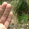 Pinus kesiya / Pinus insularis - Khasia Pine, Khasi Pine, Benguet Pine - Image 6