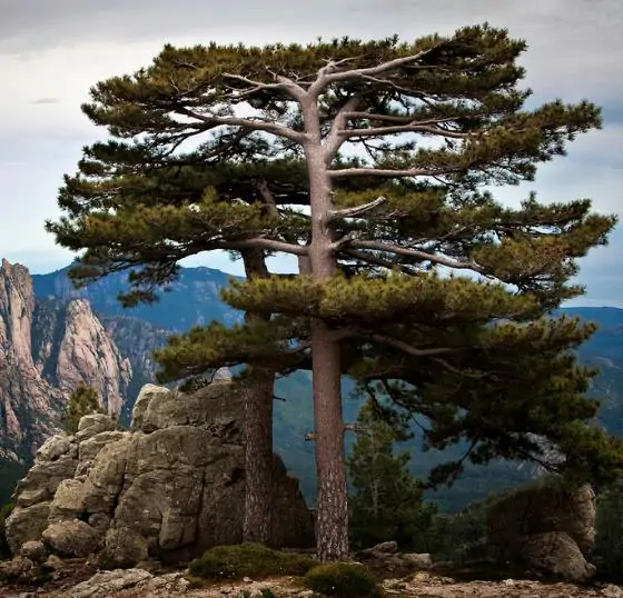 Pinus nigra subsp. laricio - Pinheiro-larício, Austrian Pine, Black Pine, Corsica, Corsican Pine, Corsican La