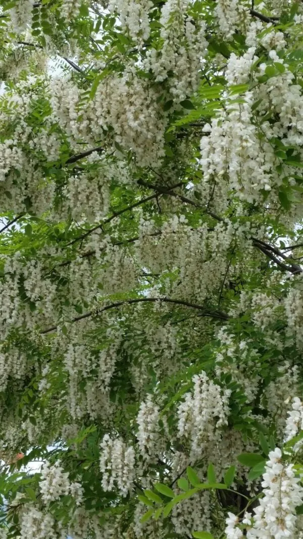 Robinia pseudoacacia - Black Locust - Image 3