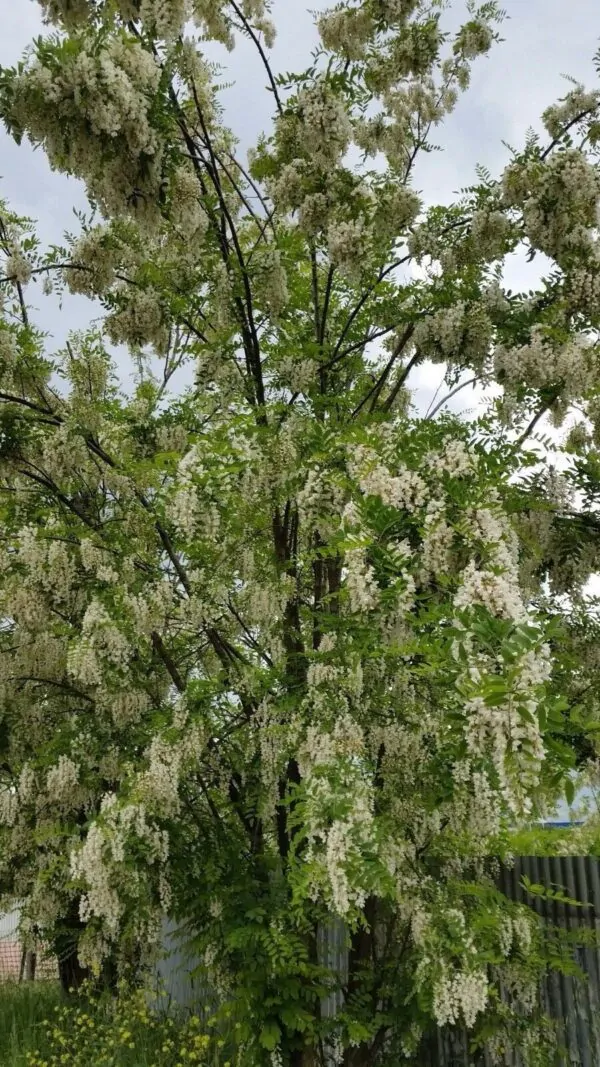 Robinia pseudoacacia - Black Locust - Image 5