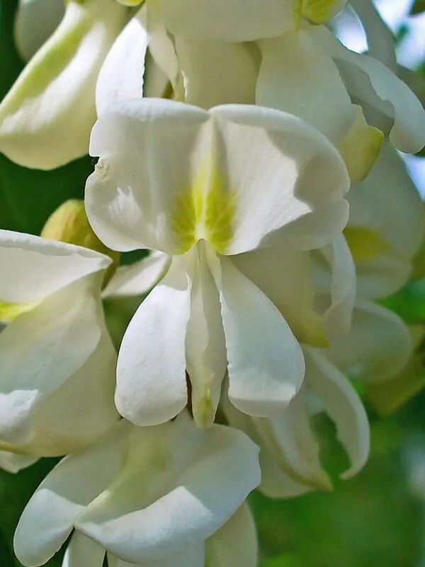 Robinia pseudoacacia - Black Locust - Image 8