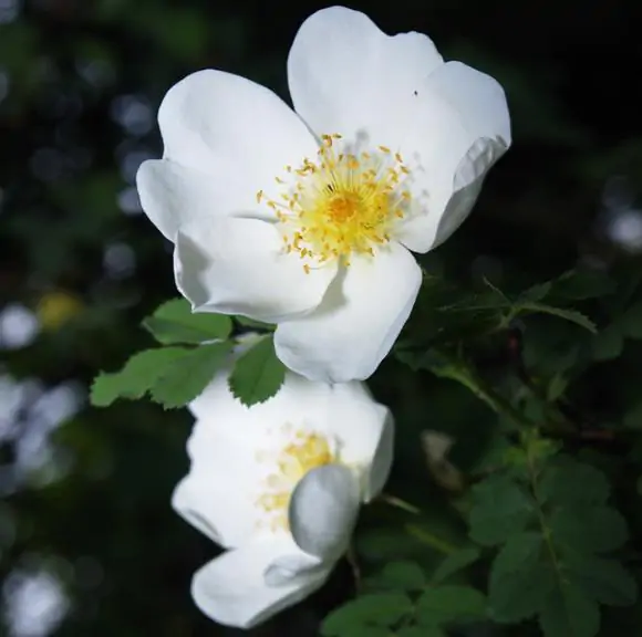 Rosa rubiginosa - Rosehip, eglantine, sweet briar rose, sweet brier, wein-rose - Image 3
