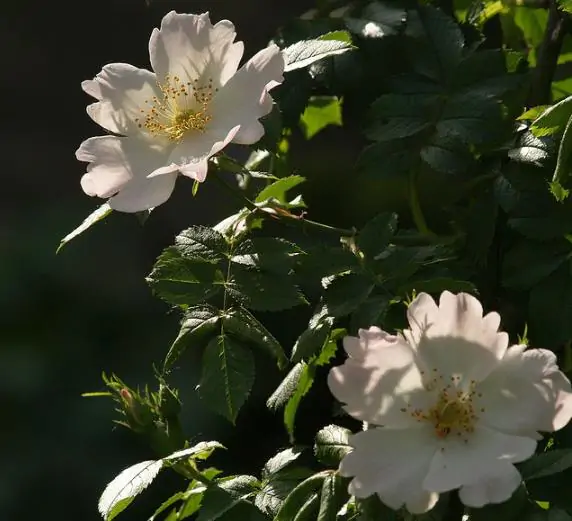 Rosa rubiginosa - Rosehip, eglantine, sweet briar rose, sweet brier, wein-rose - Image 4