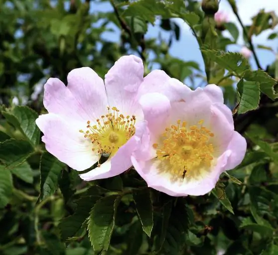 Rosa rubiginosa - Rosehip, eglantine, sweet briar rose, sweet brier, wein-rose - Image 5