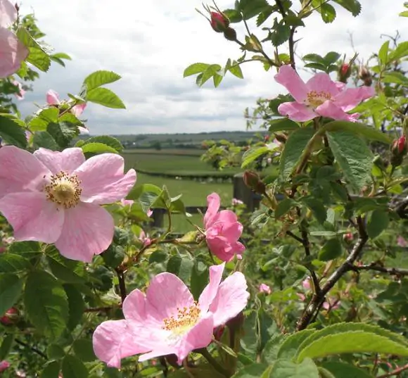 Rosa rubiginosa - Rosehip, eglantine, sweet briar rose, sweet brier, wein-rose - Image 6