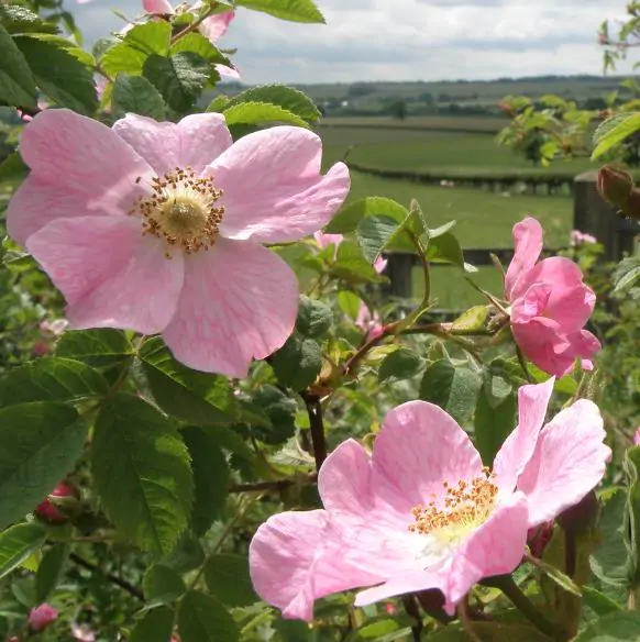 Rosa rubiginosa - Rosehip, eglantine, sweet briar rose, sweet brier, wein-rose - Image 7