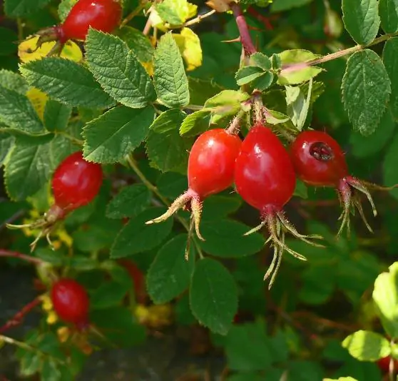 Rosa rubiginosa - Rosehip, eglantine, sweet briar rose, sweet brier, wein-rose - Image 8