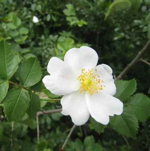 Rosa rubiginosa - Rosehip, eglantine, sweet briar rose, sweet brier, wein-rose - Image 9