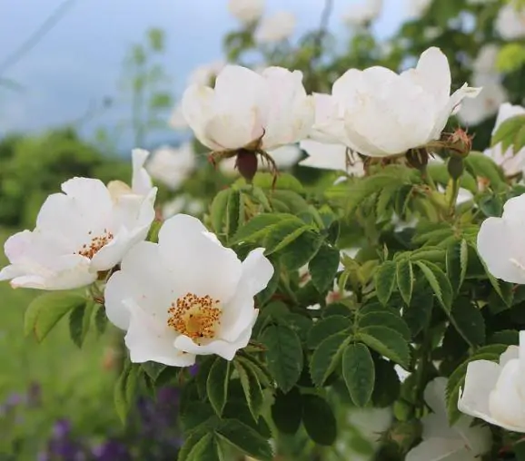 Rosa rubiginosa - Rosehip, eglantine, sweet briar rose, sweet brier, wein-rose - Image 10