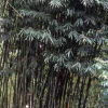 Schizostachyum funghomii - Schizostachyum funghomii - Image 3