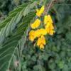 Sesbania sesban - Egyptian riverhemp - Image 4