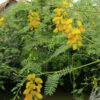Sesbania sesban - Egyptian riverhemp - Image 6