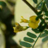 Sesbania sesban - Egyptian riverhemp - Image 8