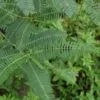 Sesbania sesban - Egyptian riverhemp - Image 9