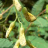 Sesbania sesban - Egyptian riverhemp - Image 10