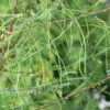 Sesbania sesban - Egyptian riverhemp - Image 11
