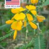 Sesbania sesban - Egyptian riverhemp - Image 12