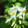 Solanum torvum - Turkey Berry, Devil's Fig, Pea Eggplant, Platebrush or Susumber