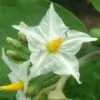 Solanum torvum - Turkey Berry, Devil's Fig, Pea Eggplant, Platebrush or Susumber - Image 3