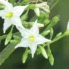 Solanum torvum - Turkey Berry, Devil's Fig, Pea Eggplant, Platebrush or Susumber - Image 4