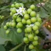 Solanum torvum - Turkey Berry, Devil's Fig, Pea Eggplant, Platebrush or Susumber - Image 5