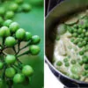 Solanum torvum - Turkey Berry, Devil's Fig, Pea Eggplant, Platebrush or Susumber - Image 7