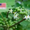 Solanum torvum - Turkey Berry, Devil's Fig, Pea Eggplant, Platebrush or Susumber - Image 8