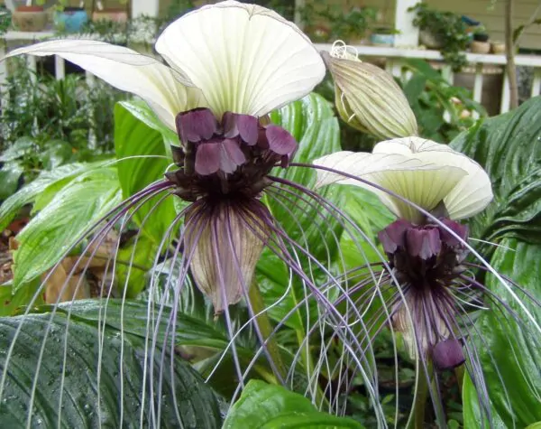 Tacca nivea - White Bat Flower, Bat Head Lily - Image 7